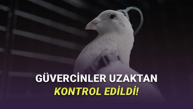 Beynine Çip Takılan Güvercinler Drone Gibi Uçtu: Yeni Teknoloji Şaşkına Çevirdi