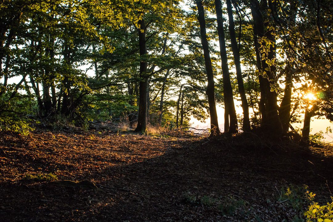 Fotoğrafçılığın Büyülü Dünyası: Kadrajınızla Hayatı Yakalayın